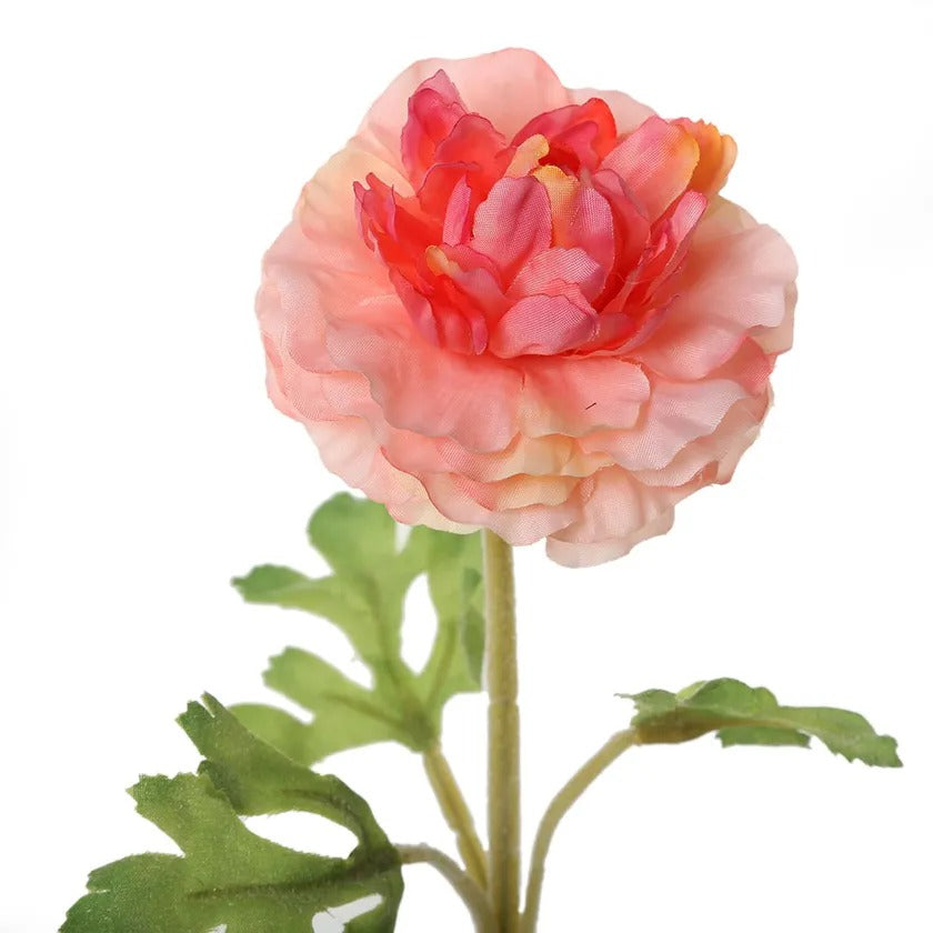 Ranunculus Dome Faile Stem, Pink & Peach - 38 cms