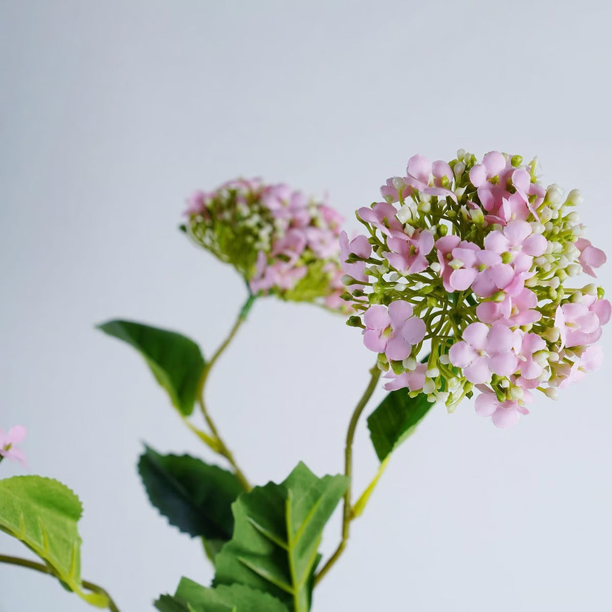 Single Hydrangea Pink H64cm