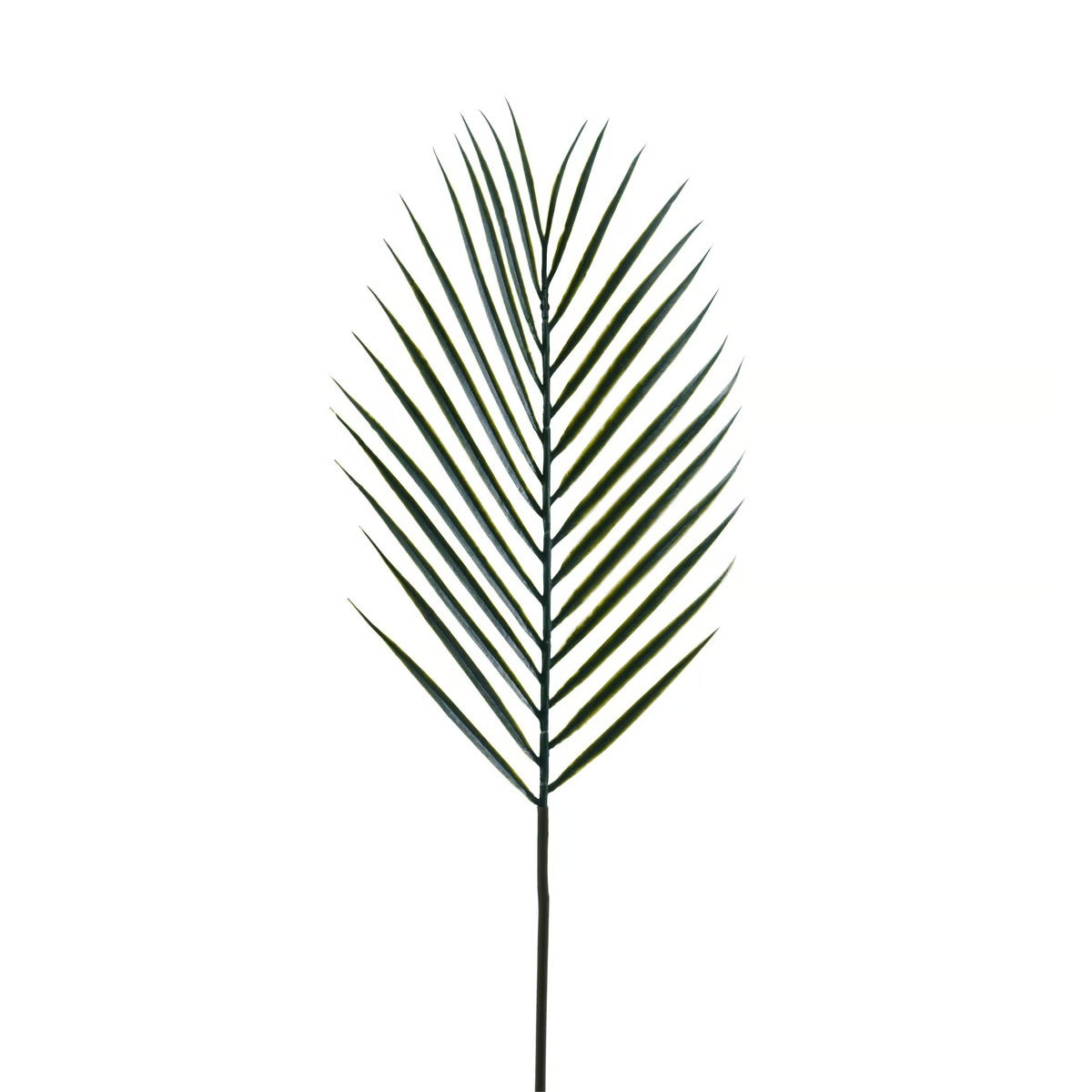 PALM LEAF