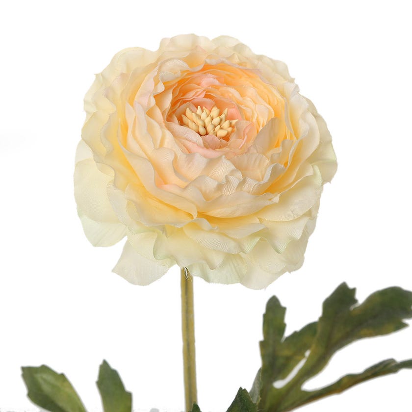 Faile Ranunculus Flower (Cream)