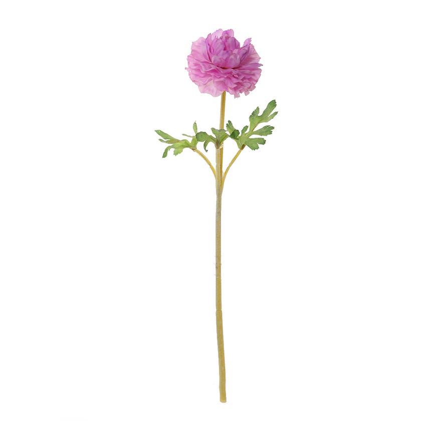 Ranunculus Stem (Purple)