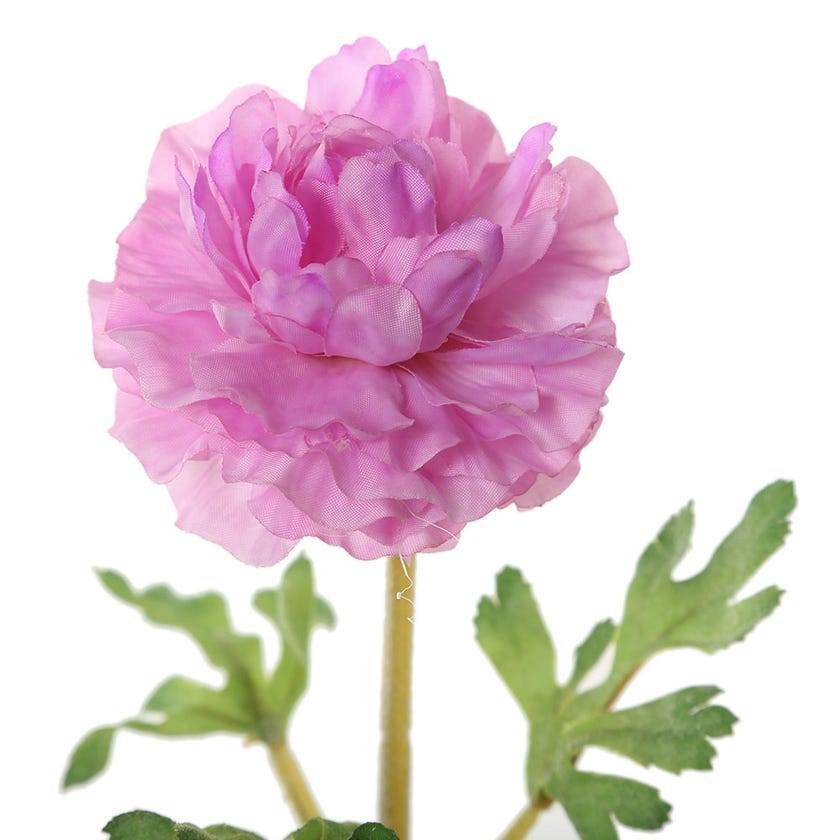 Ranunculus Stem (Purple)