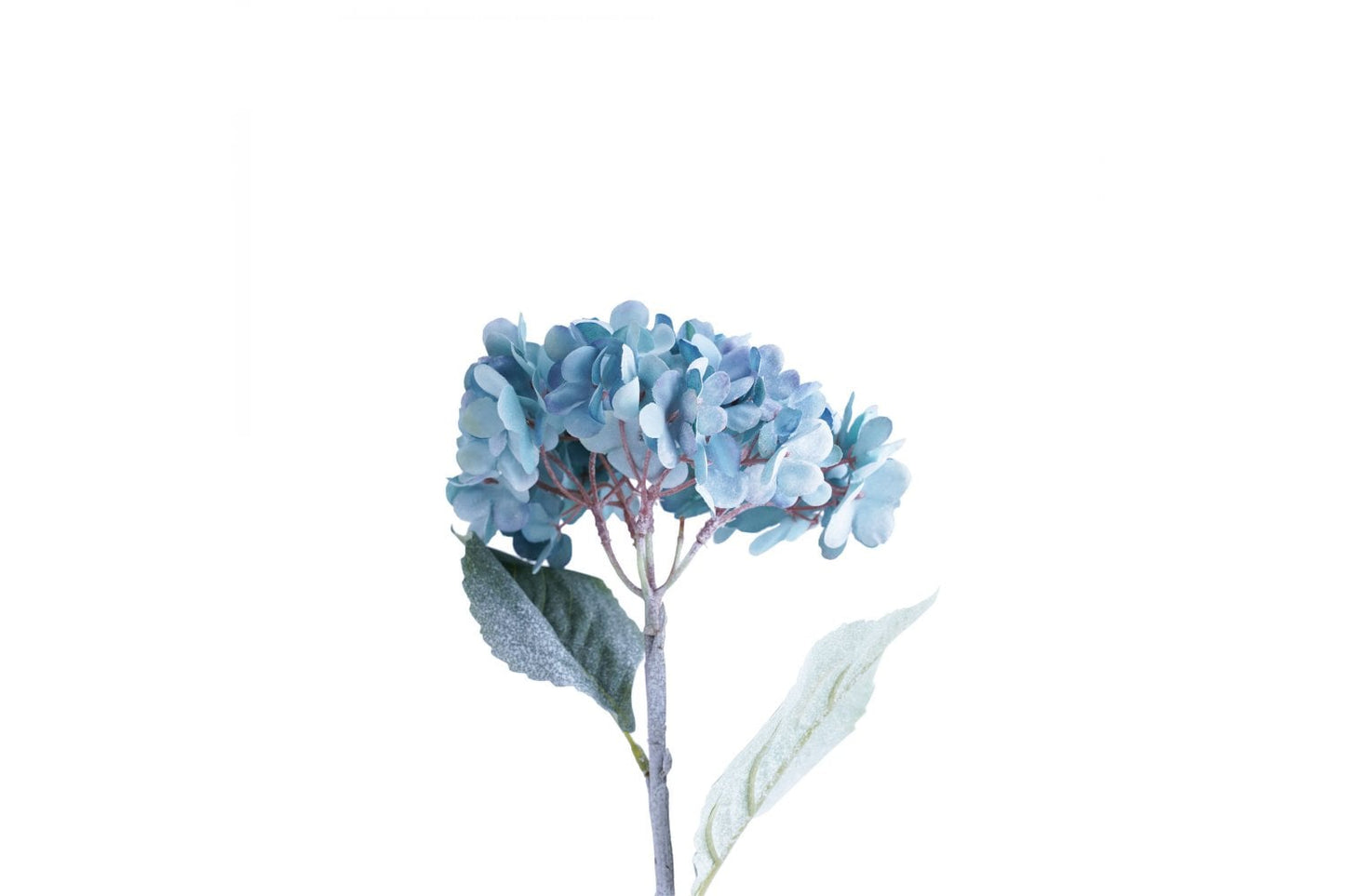 Hydrangea Single Stem (Blue/Green)