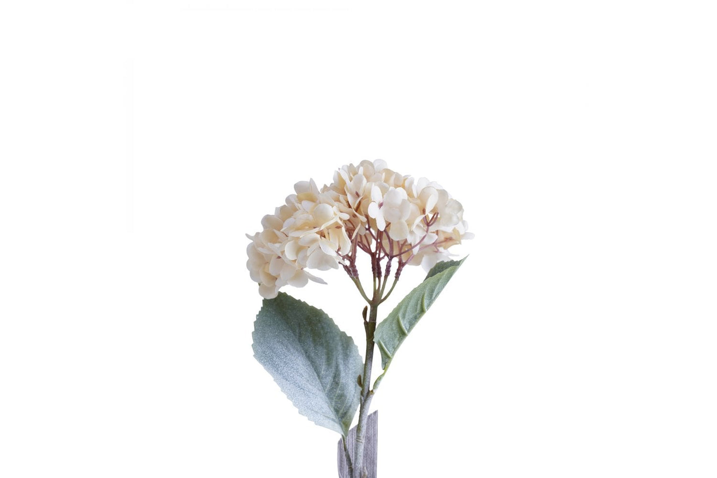 Hydrangea Single Stem (Cream)