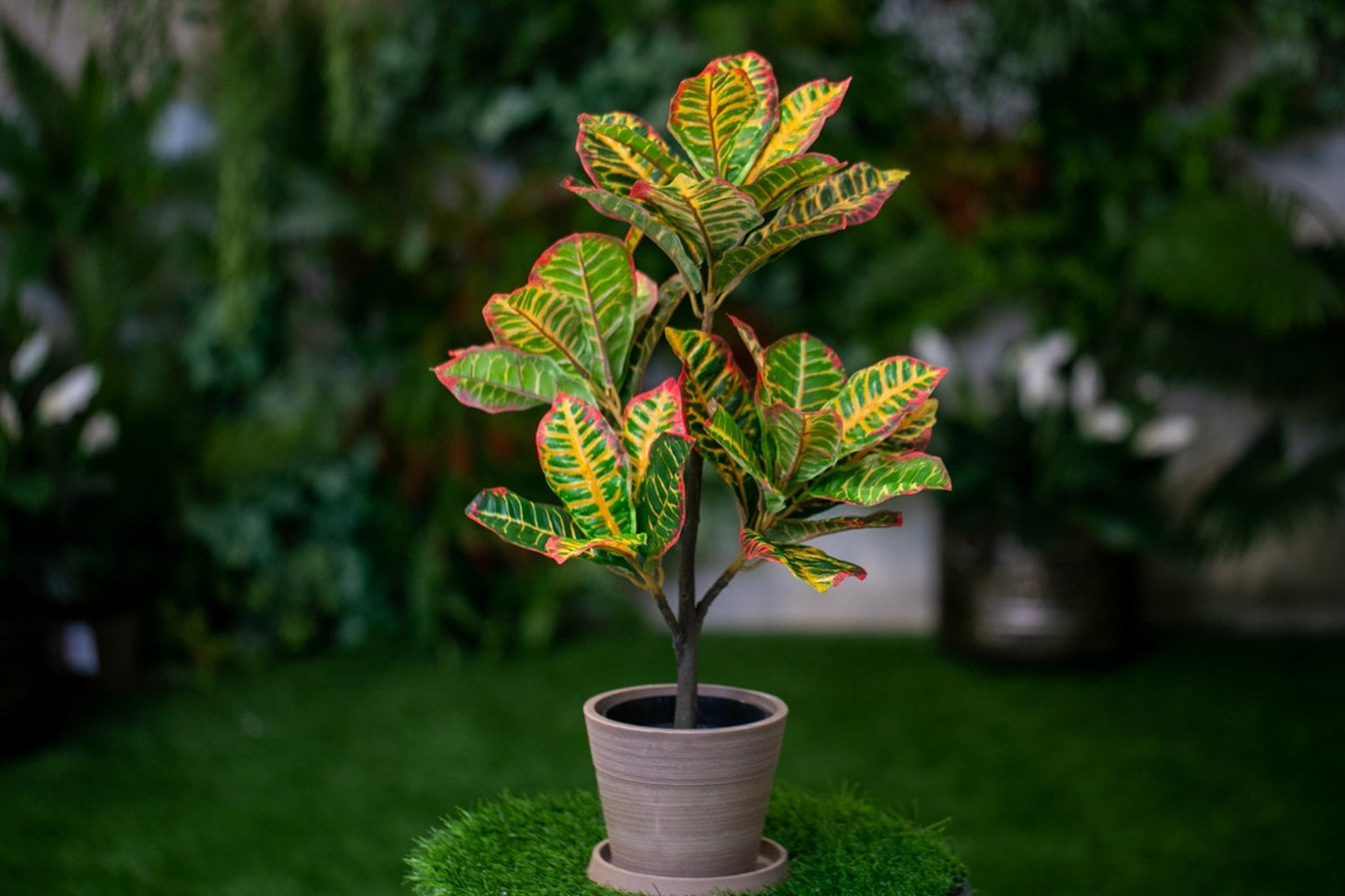 Croton Tree (Yellow/Green)