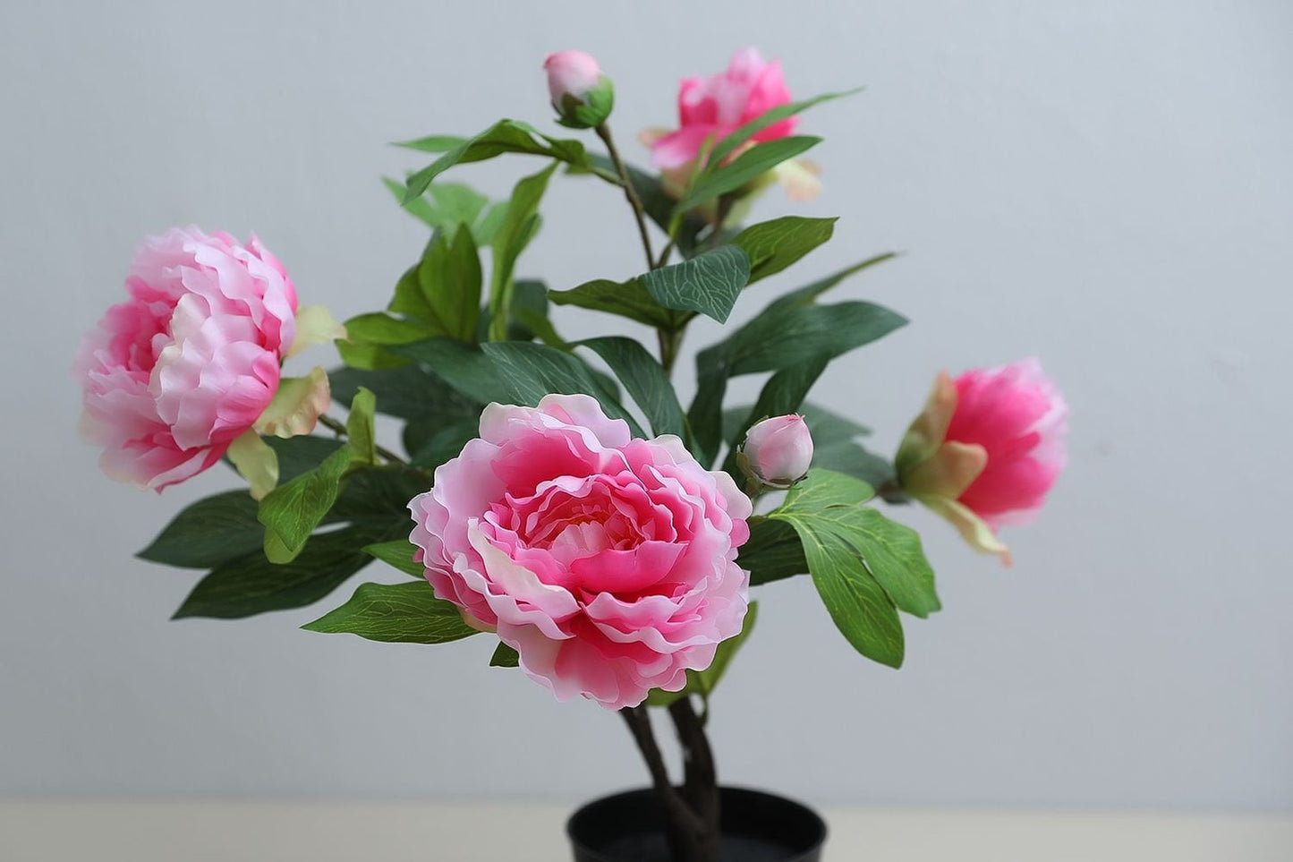 Peony Plant (Pink/Green)