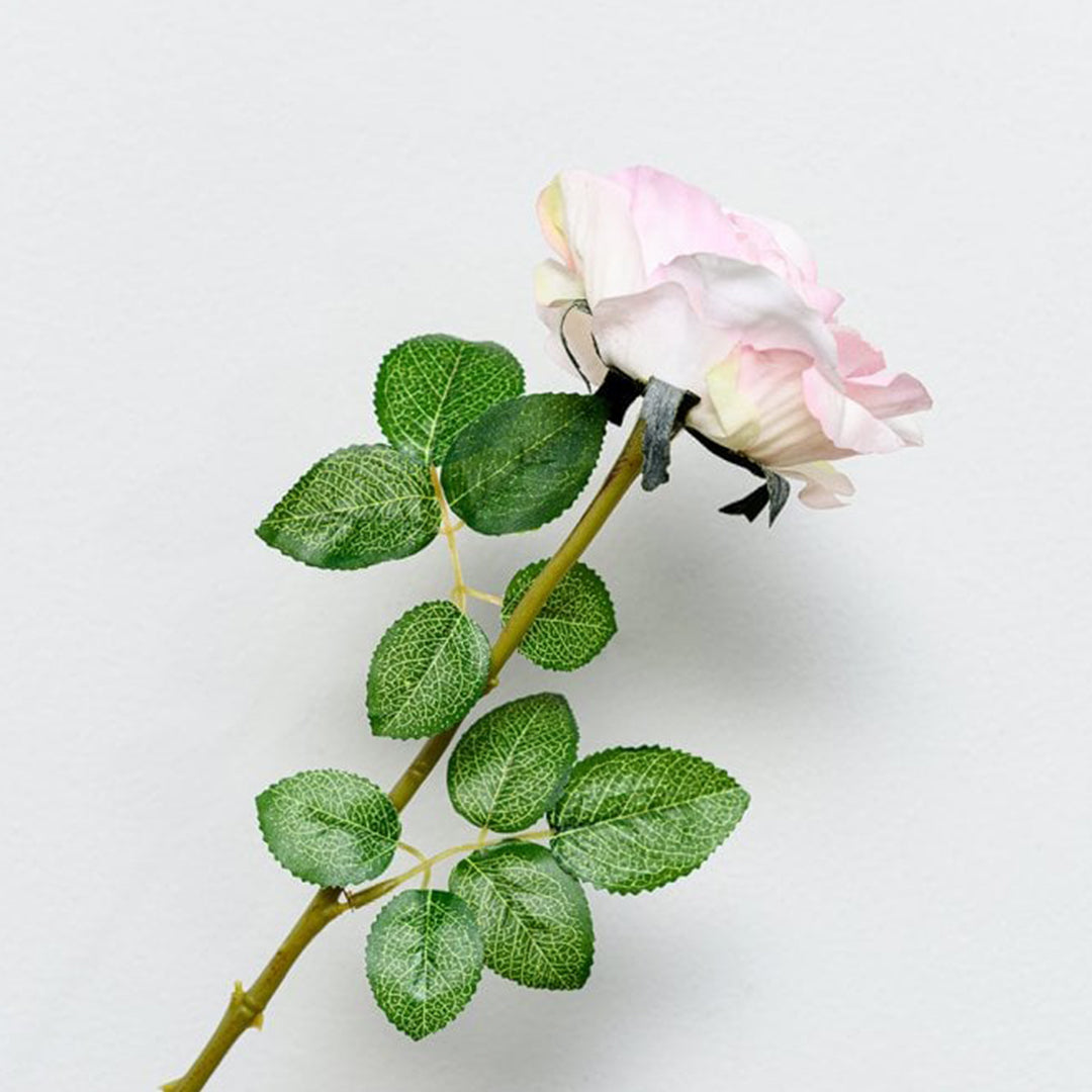 Rose (Pink)