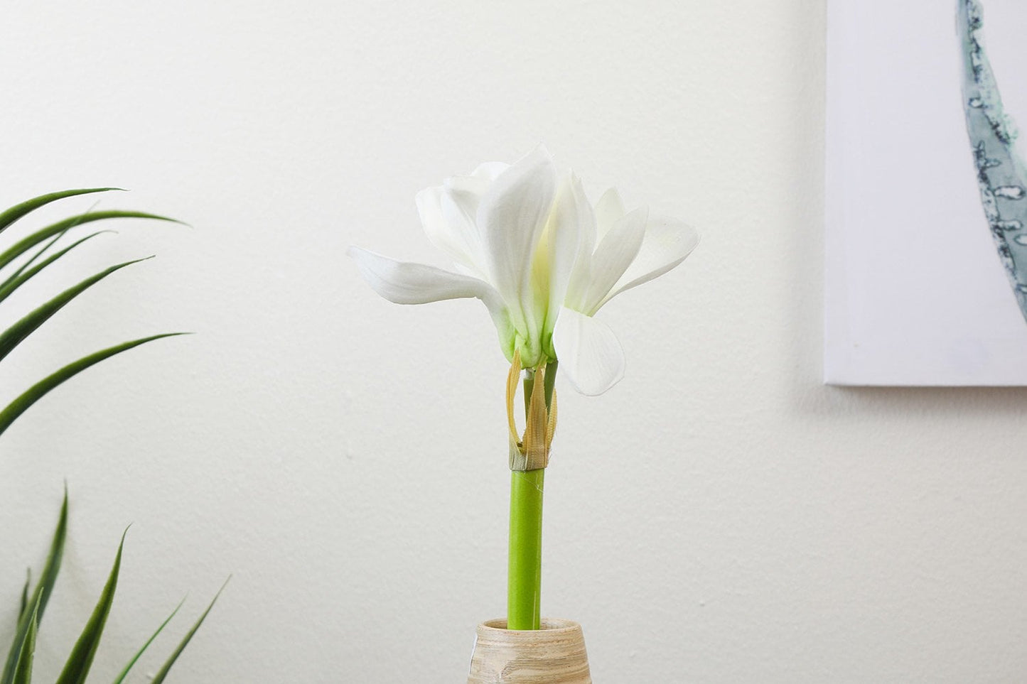 Kaffir Lily (White) 11"