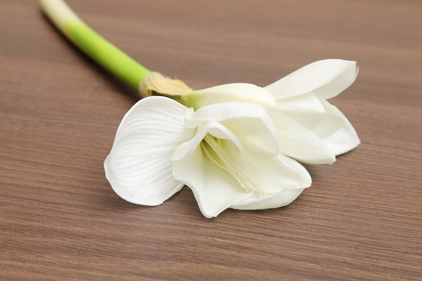 Kaffir Lily (White) 11"